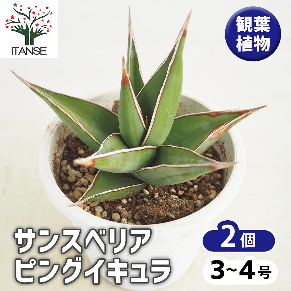 Amazon｜ITANSE サンスベリア ピングイキュラ 3～4号 2個セット